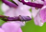 Phlox bud