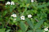 Flowering Spurge 1