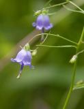 Southern Harebell