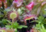 Roundleaf Sundew 3