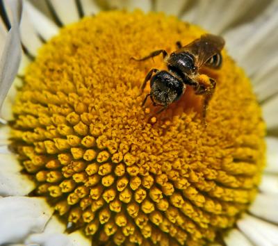 Baby Bee / Macro