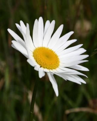 daisy_crop 6058R.jpg