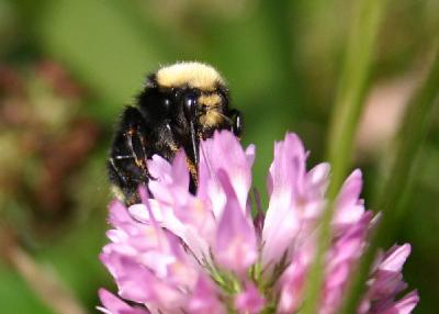 Bee on clover_6051.JPG