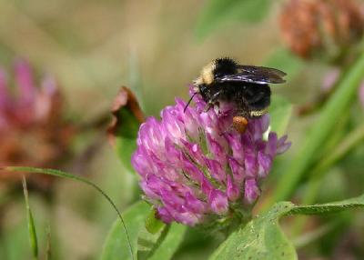 Bee_6049R.jpg