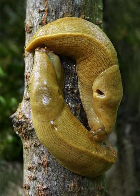 Slimey Things