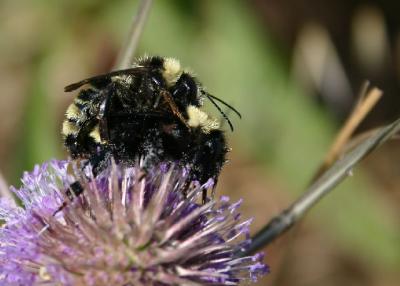 beesex_6744.jpg