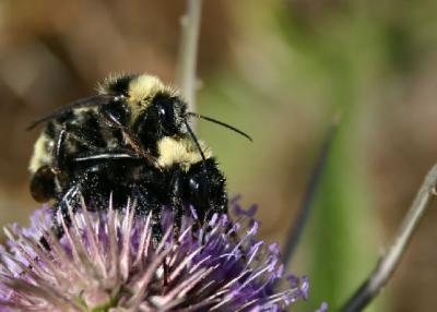 beesex_6745.jpg