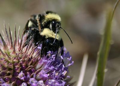 beesex_6748.jpg