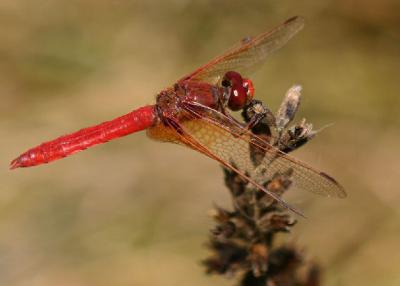 reddragon_6777.jpg