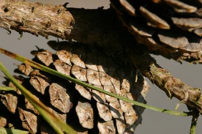 v3/79/246779/3/47566367.pinecone_6937.jpg
