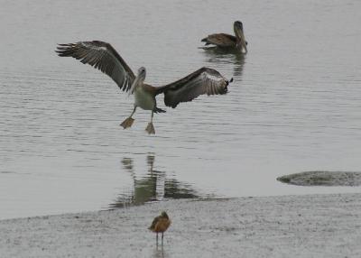 PelicanLanding_7081R.jpg