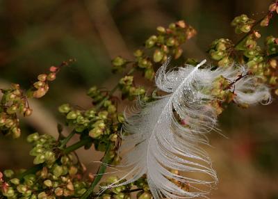 feather_7768.jpg