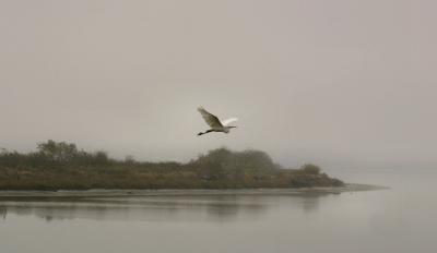 Egret in the fog 7699.jpg