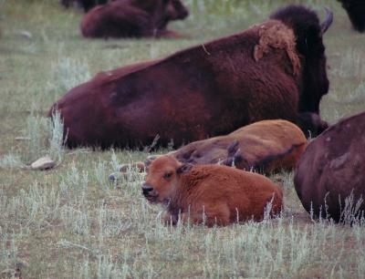 buff calf.jpg