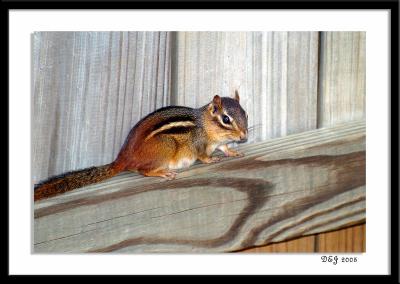 dsc_6446-a.jpg