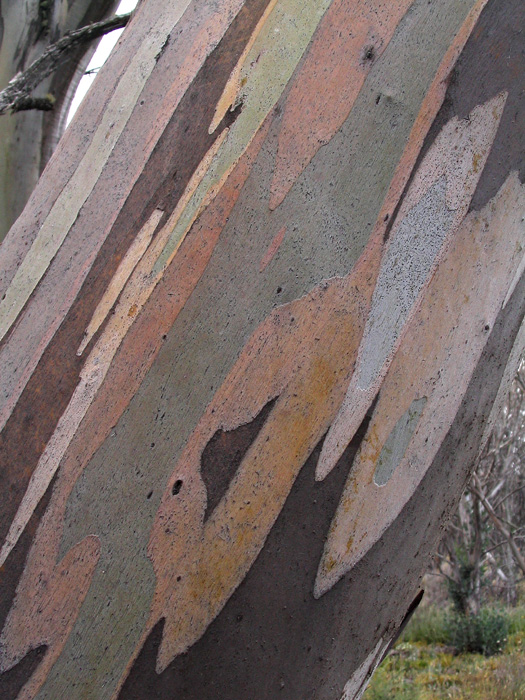 snow gum
