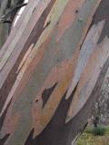 snow gum