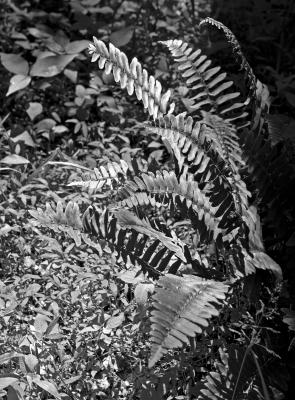 Ferns