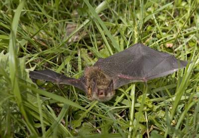 v3/79/415879/3/44175591._P2A2090Batwing.jpg