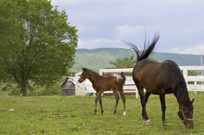 Colt and Mare