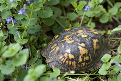 Box Turtle