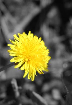 Dandelion