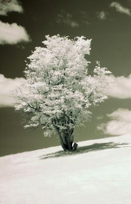 v3/79/465679/3/46456100.HillTreeInfrared.jpg