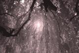 Infrared Canopy