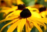 Flowers in the Public Gardens