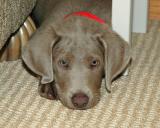 Gunner the pup010rest.jpg