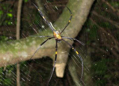 giant spider
