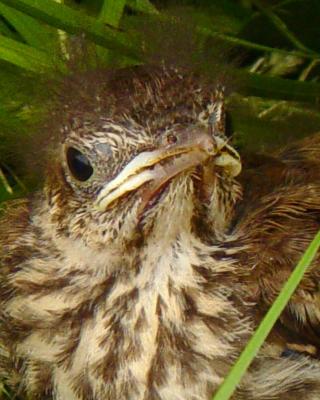 Lost Baby Bird