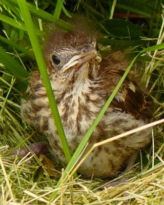 Baby Bird;s New Home