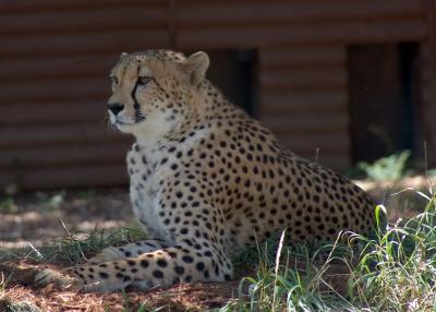 Amur Leopard