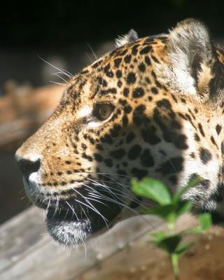 Amur Leopard 2