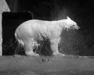 Polar Bear Shake