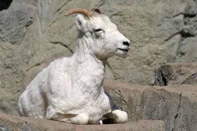 Dall's Sheep Two