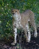 Amur Leopard Stroll