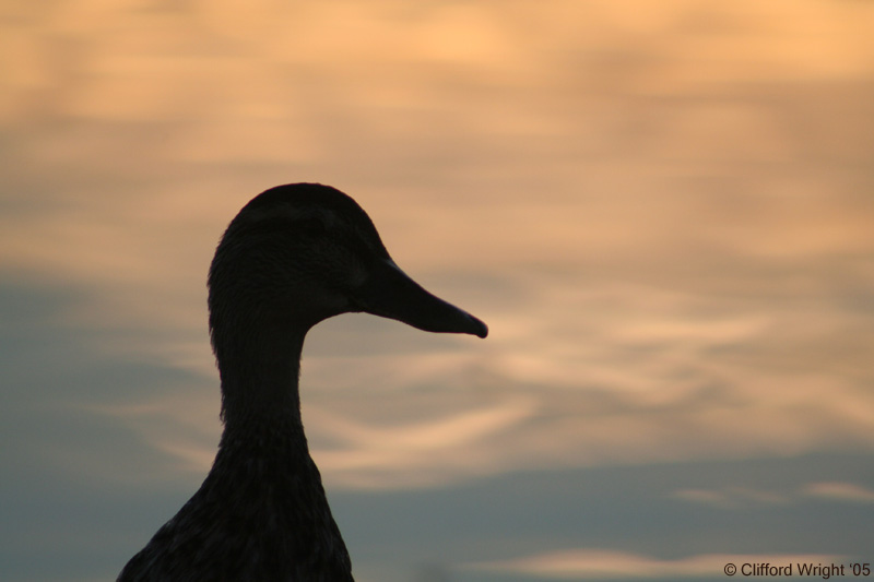 Sunset Duck 2