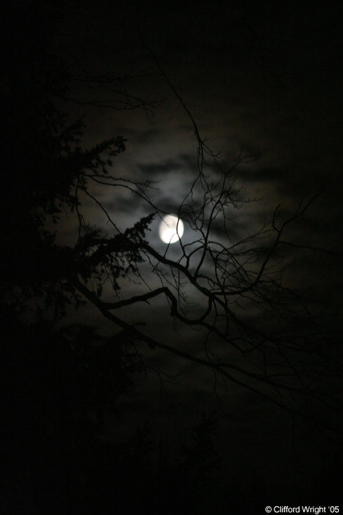 15_09_05 Tree_Moon