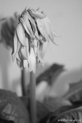 Withering Heights