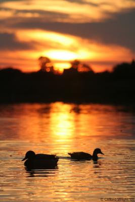12_09_05 Sunset Ducks