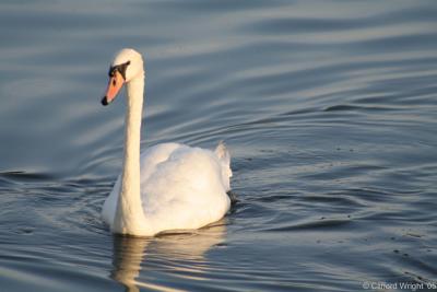 Swan 2