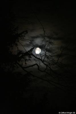 15_09_05 Tree_Moon