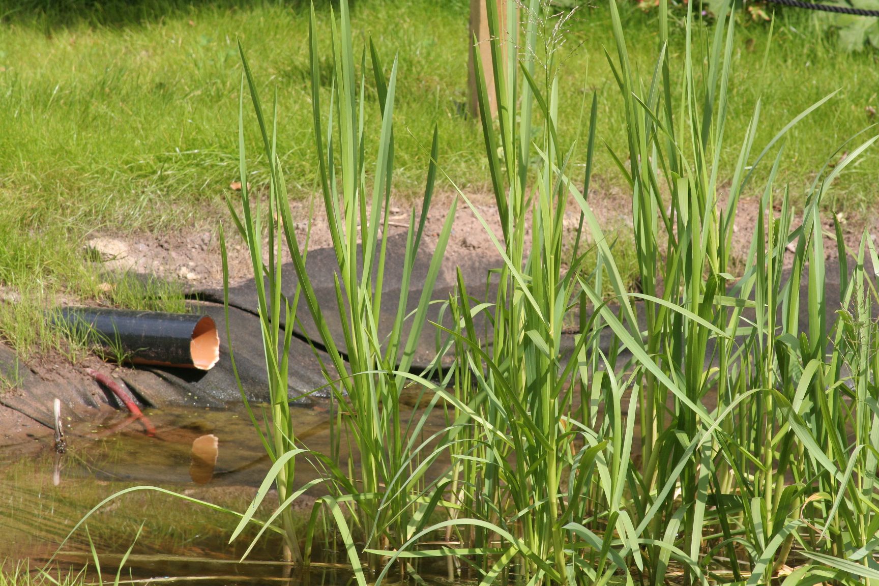 The adjacent wildlife pond