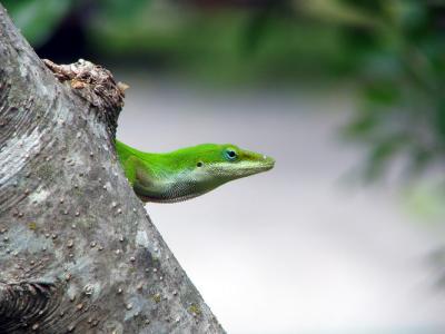 Anole Hunting 1