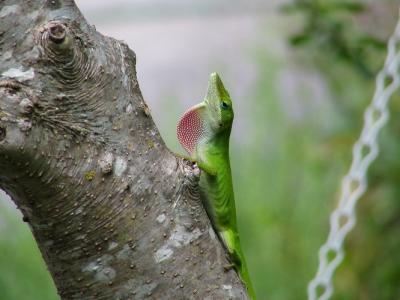 Anole Hunting 2