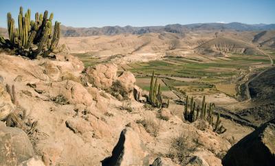 Cactai on route to the Colca canyon