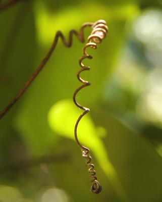 Tendril