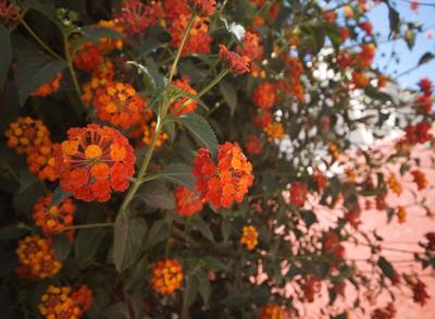 Wall of flowers